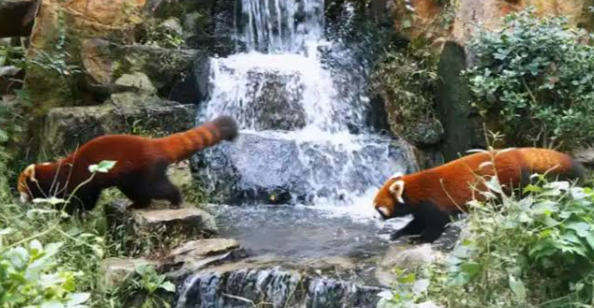 red pandas in china
